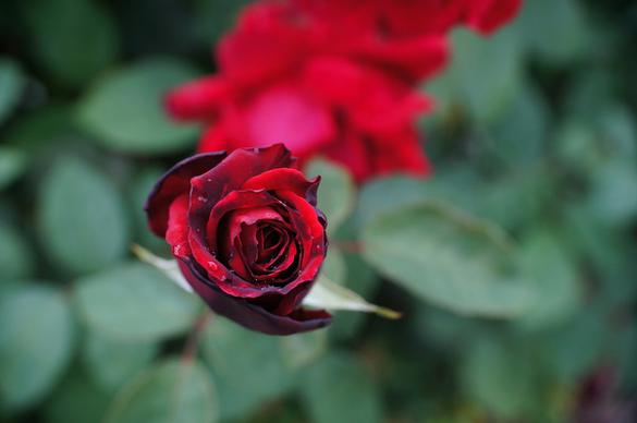red rose after rain rote rose nach regen