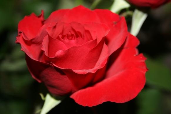 red rose flower gift