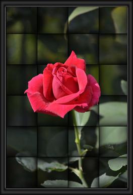 red rose illusion