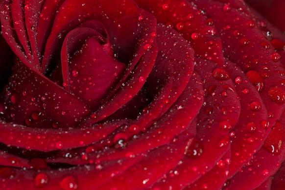 red rose macro close up with rain