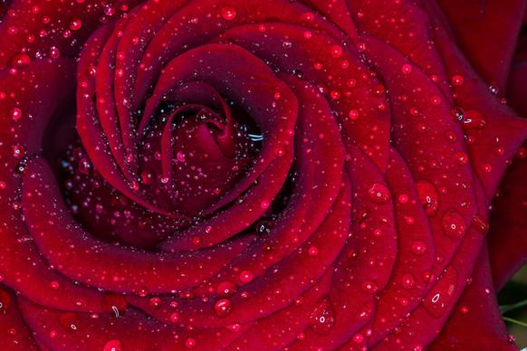 red rose macro with rain