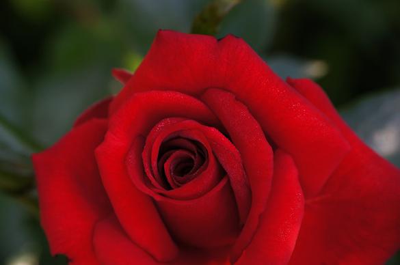 red rose rote rose