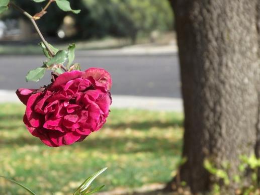 red rose with tree trunk