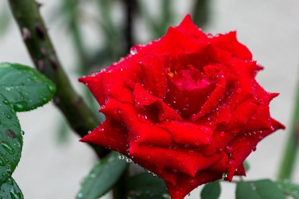 red rose with water drops matsudo chiba japan