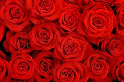 red roses background picture