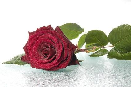 red roses picture