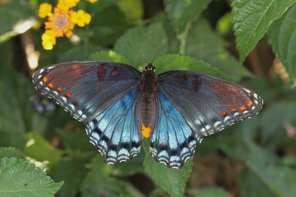 red spotted purple