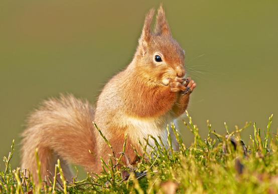 red squirrel 16