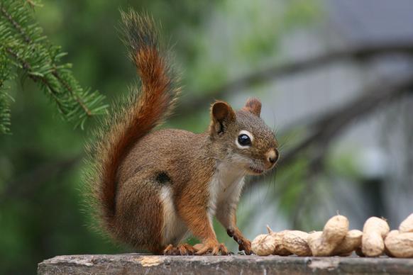 red squirrel 7673