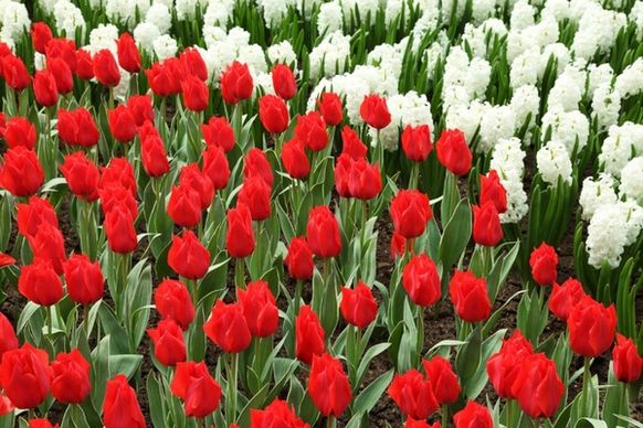 red tulips and white hyacinths