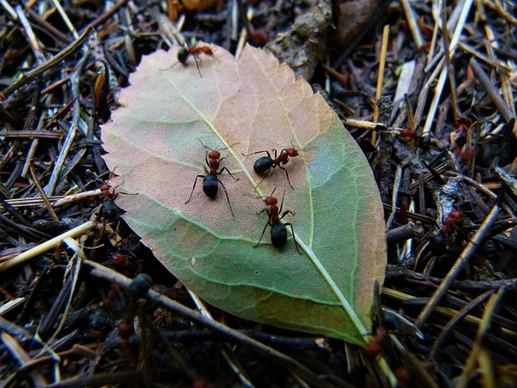 red wood ant busy workers