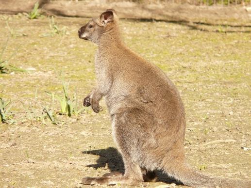 red-necked wallaby kangaroo macropus rufogriseus