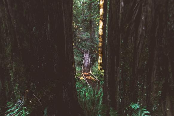 redwood national forest viii