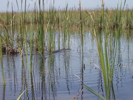reed swamp water