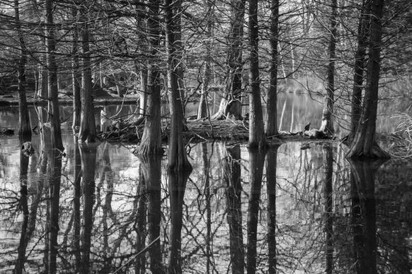 reflective trees