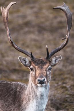 reindeer picture cute closeup 