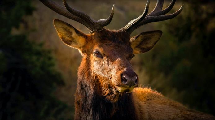 reindeer picture dark contrast closeup face
