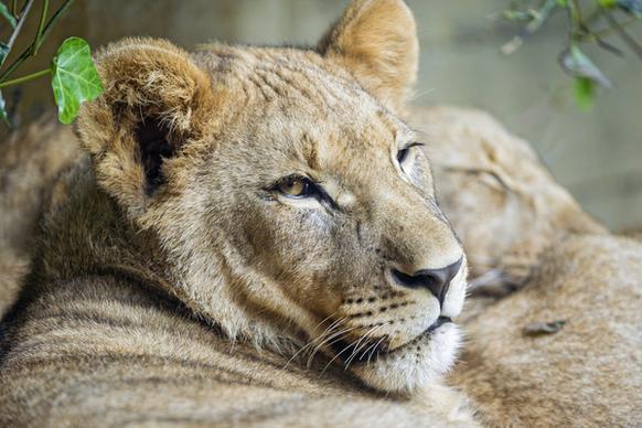 relaxed lion cub