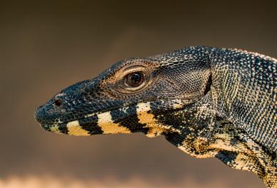 reptile animal picture elegant closeup face