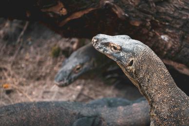 reptile animals picture dynamic konodo dragons