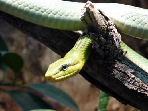 reptile snake animal
