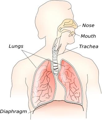 Respiratory System clip art
