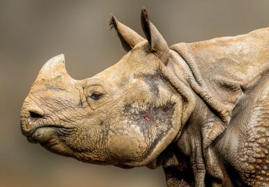 rhino backdrop picture cute closeup