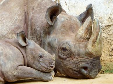 rhino family picture backdrop cute closeup