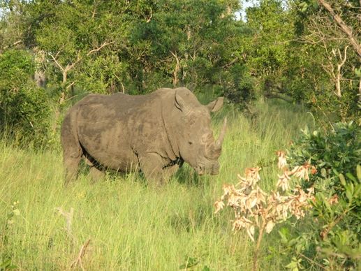 rhino national park safari