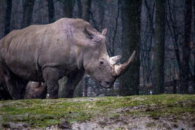 rhino zoo scene backdrop picture contrast realistic 