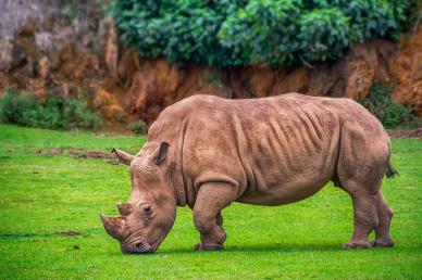 rhino zoo scene backdrop picture cute elegant