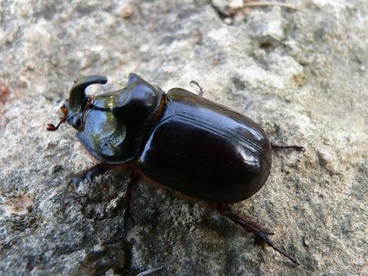 rhinoceros beetle 7
