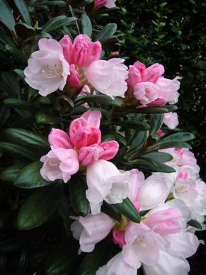 rhododendron bicolor flora