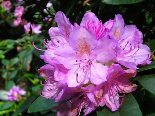 rhododendron flower june purple