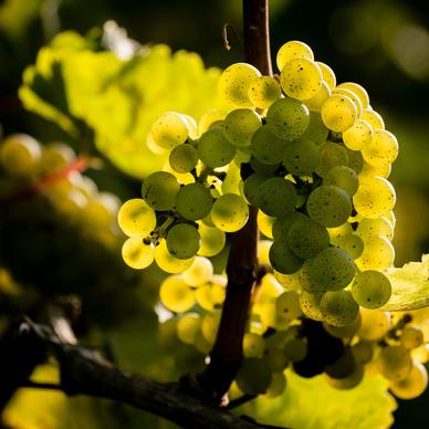 riesling grapes 2