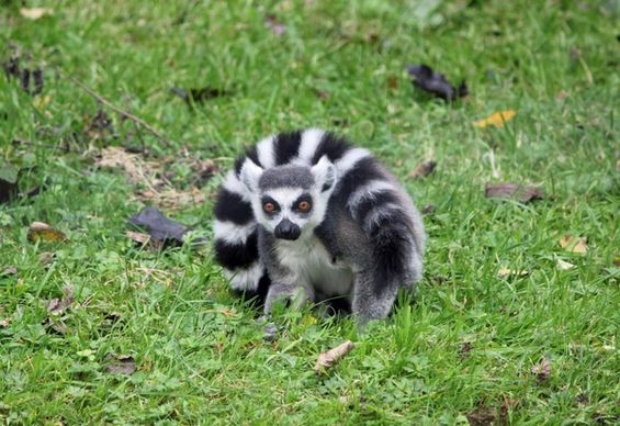 ringtailed lemur