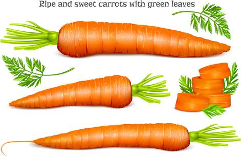 ripe carrots with green leaves vector