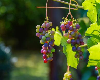 ripe grapes backdrop picture elegant closeup, contrast