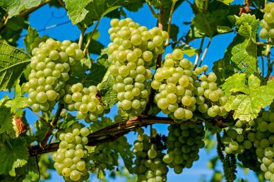 ripe grapes backdrop picture elegant realistic