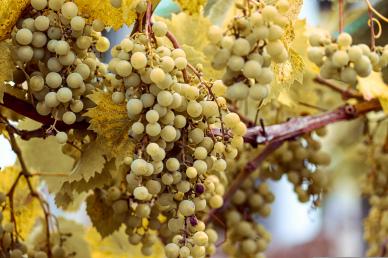 ripe grapes backdrop picture elegant realistic