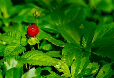 ripe strawberry backdrop picture elegant realistic