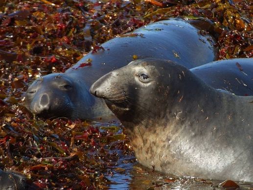 robbe seal meeresbewohner