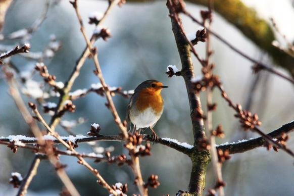robin spring nature