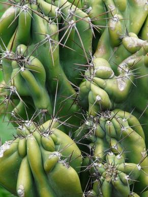 rock cactus cereus peruvianus monstrosus cereus