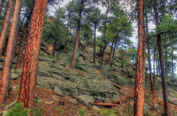 rocks and trees in the black hills south dakota