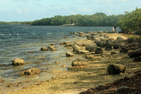 rocky shoreline at key largo florida