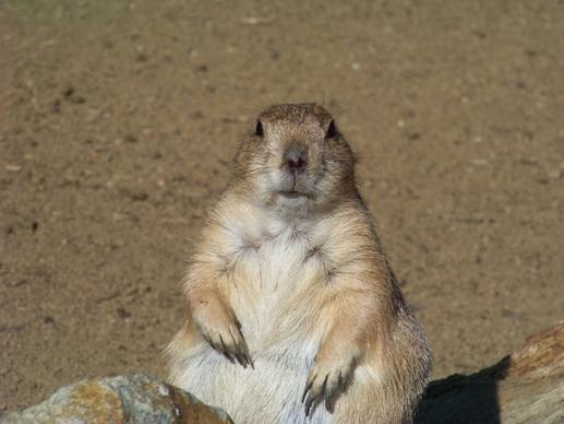 rodent marmot animals