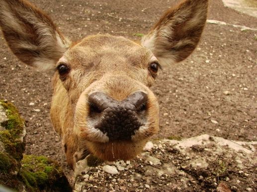 roe deer close nose