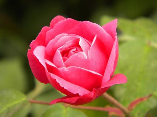 rosa button flower