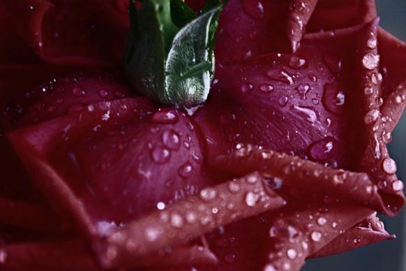 rosa rossa flower